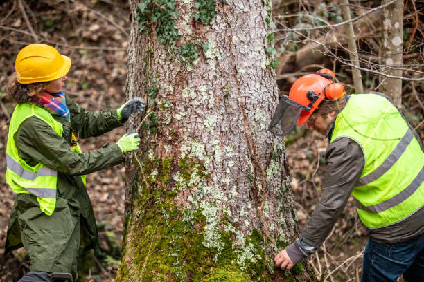 Tree Removal Services