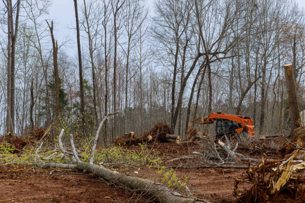 Seasonal Cleanup (Spring/Fall) in University Center, VA